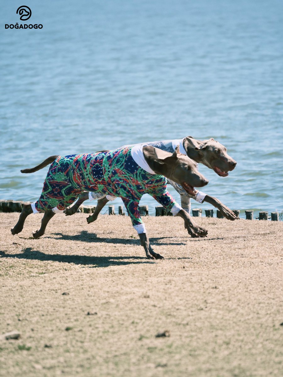 dogadogo2023's tweet image. DGDG 2026 Spring All-Terrain Four-Leg Suit is now available.
Launched across all major platforms.
To ensure stable production and quality delivery, the current orders will ship within 7–10 days.
Thank you for your patience and support.

#DGDG #DOGADOGO #DogFashion #PetApparel