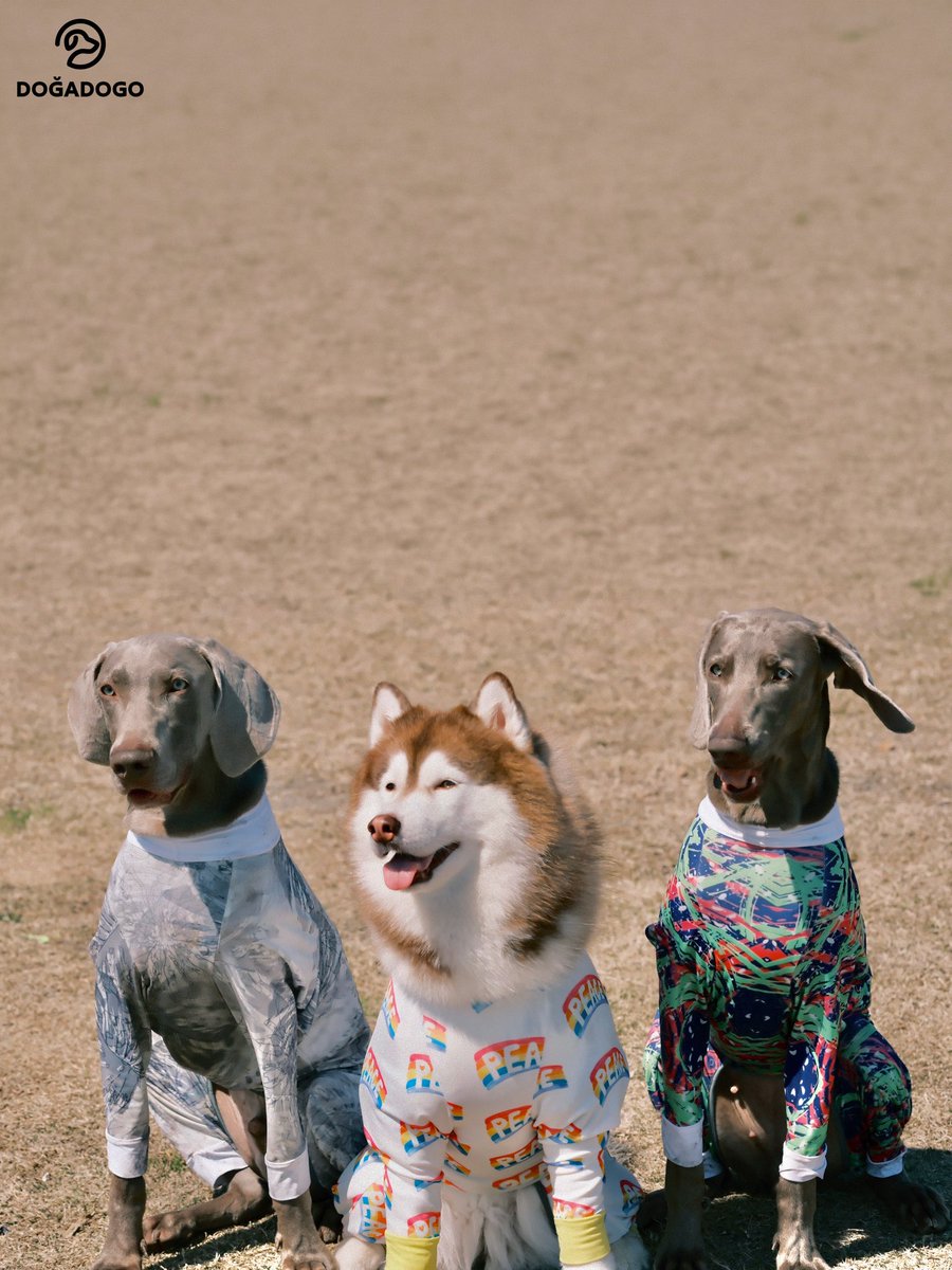 dogadogo2023's tweet image. DGDG 2026 Spring All-Terrain Four-Leg Suit is now available.
Launched across all major platforms.
To ensure stable production and quality delivery, the current orders will ship within 7–10 days.
Thank you for your patience and support.

#DGDG #DOGADOGO #DogFashion #PetApparel