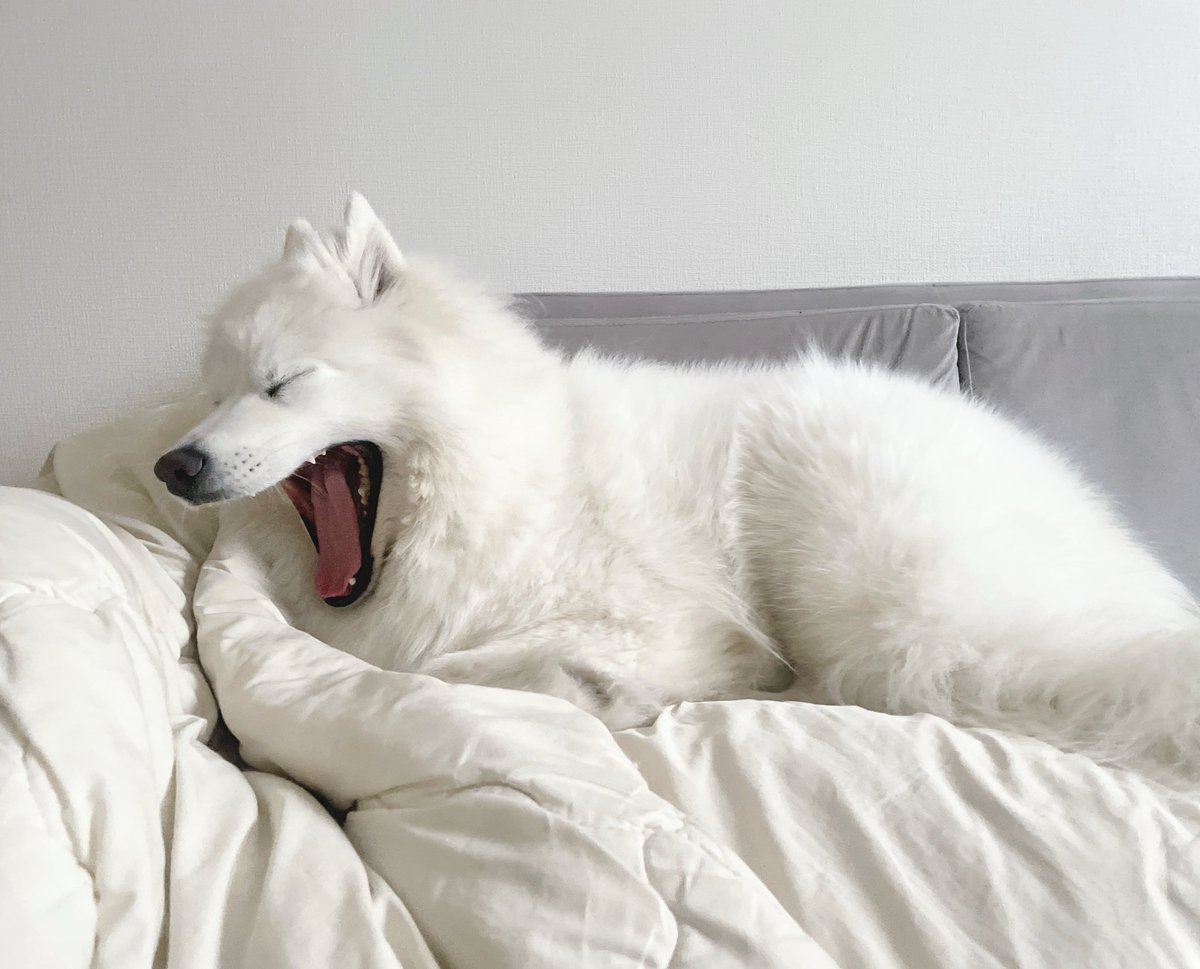 ぬぴ丸大先生 tweet media