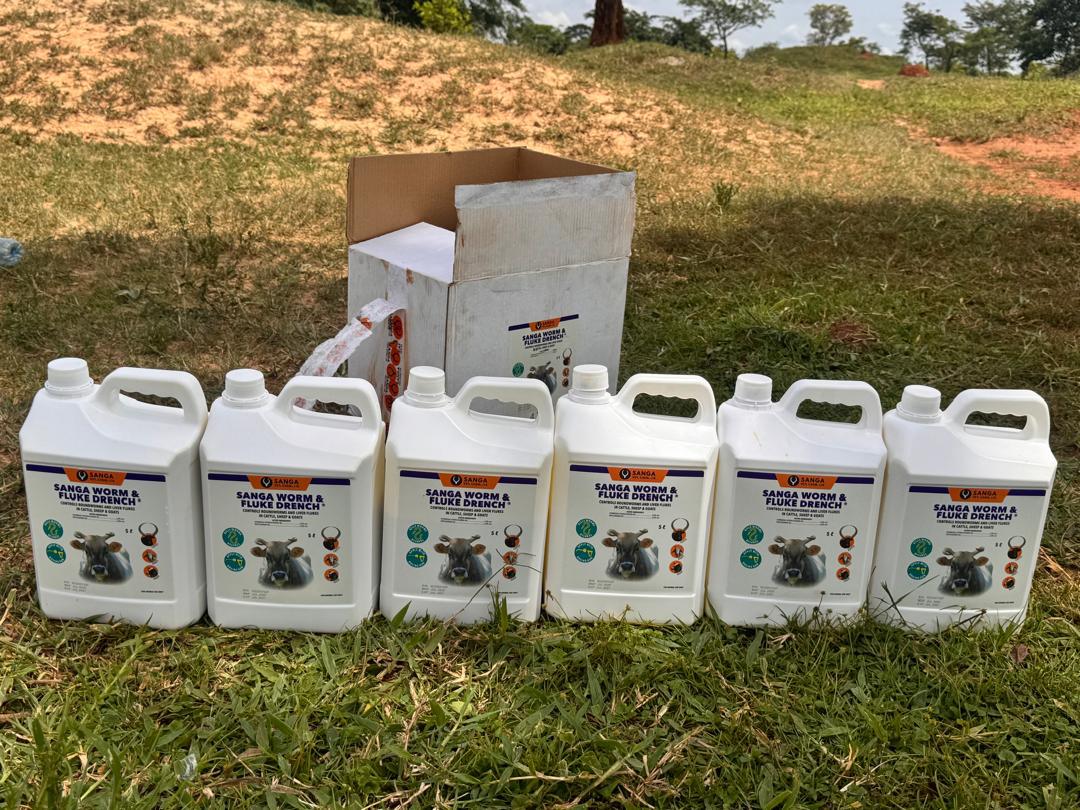 sangavetchem's tweet photo. Effective deworming using sanga worm and fluke drench on 400 head of cattle in Kyankwanzi🐂

A worm and fluke control program is essential to any cattle operation. Dose 1ml per 4KGs bodyweight. https://t.co/s3FfoF7Jcz
