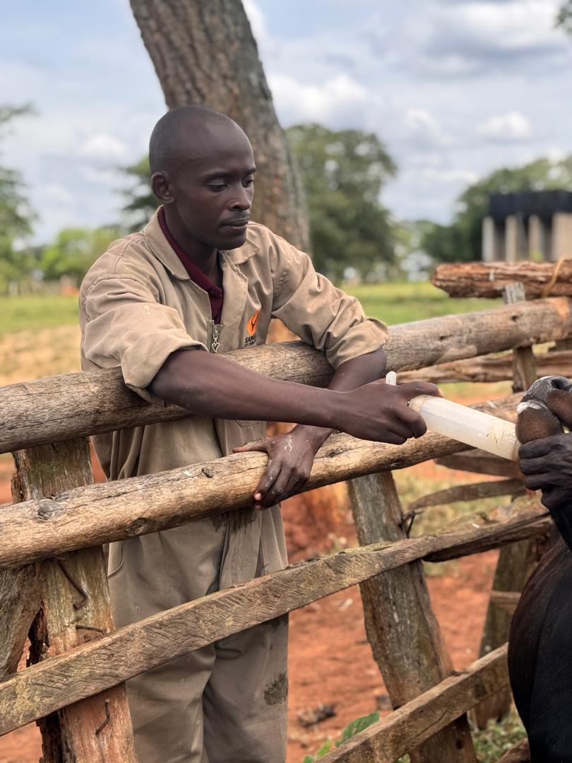 Effective deworming using sanga worm and fluke drench on 400 head of cattle in Kyankwanzi🐂

A worm and fluke control program is essential to any cattle operation. Dose 1ml per 4KGs bodyweight.