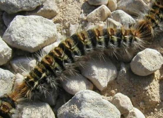 Observatori Forestal Català tweet media