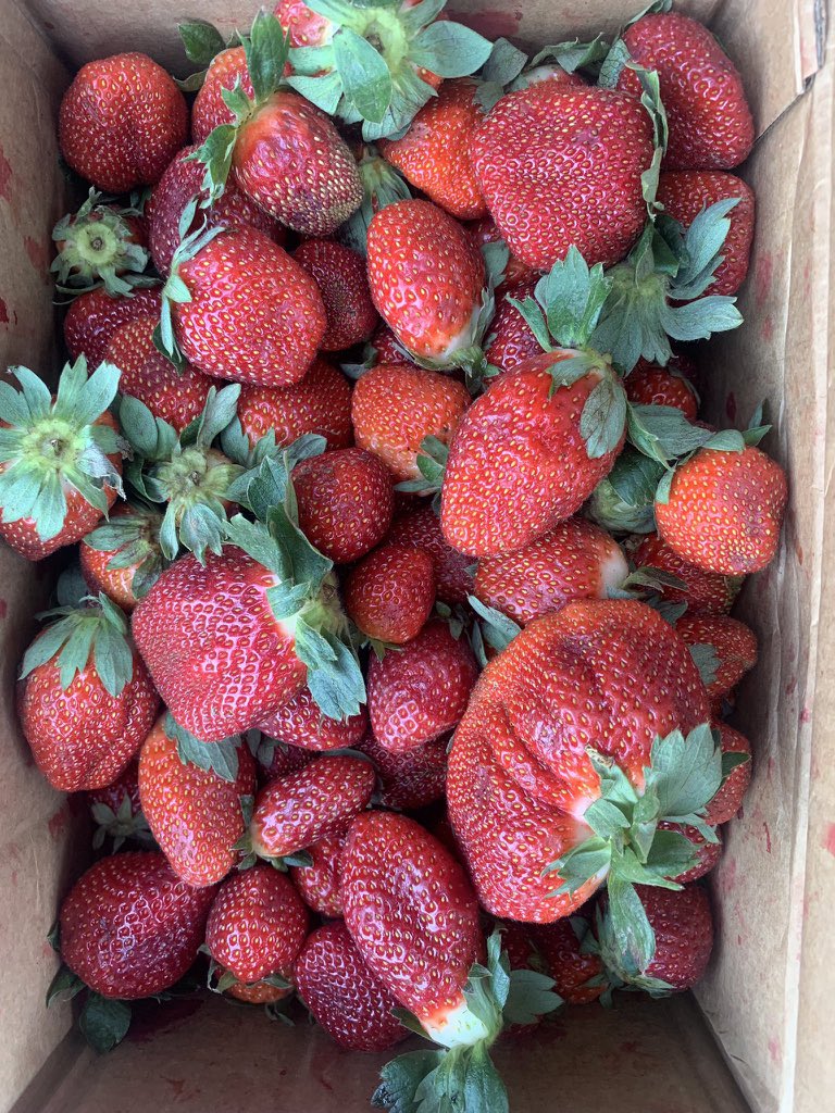 Khal3rl's tweet photo. Dan Girman Allah Help Me Retweet.

I sell Strawberries.
Each pack is 3500k

📍delivery within Kano🚚 https://t.co/1iofPQePjs