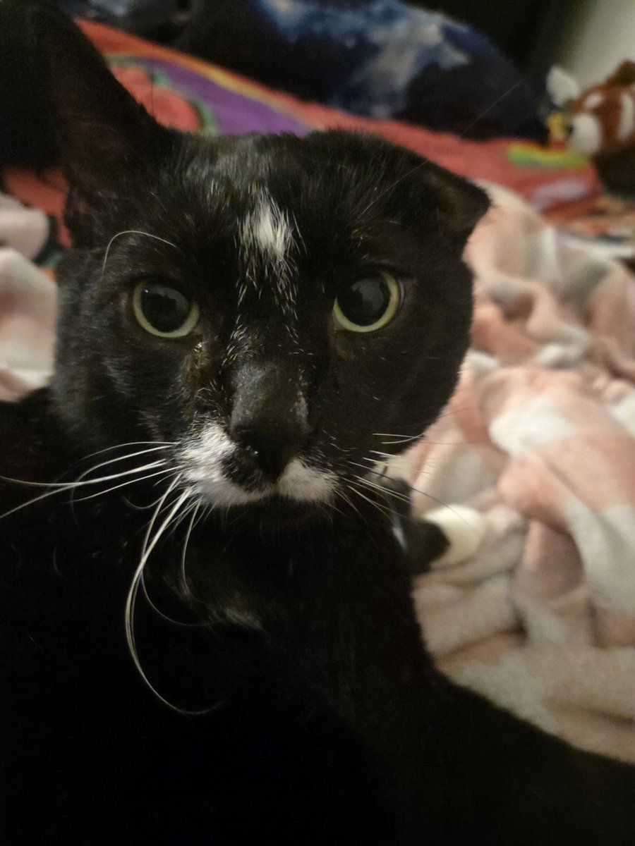 Voxx_in_da_Box's tweet photo. Me just trying to get a cute pic of the fella
the fella in question: https://t.co/C0bsGjsLD3