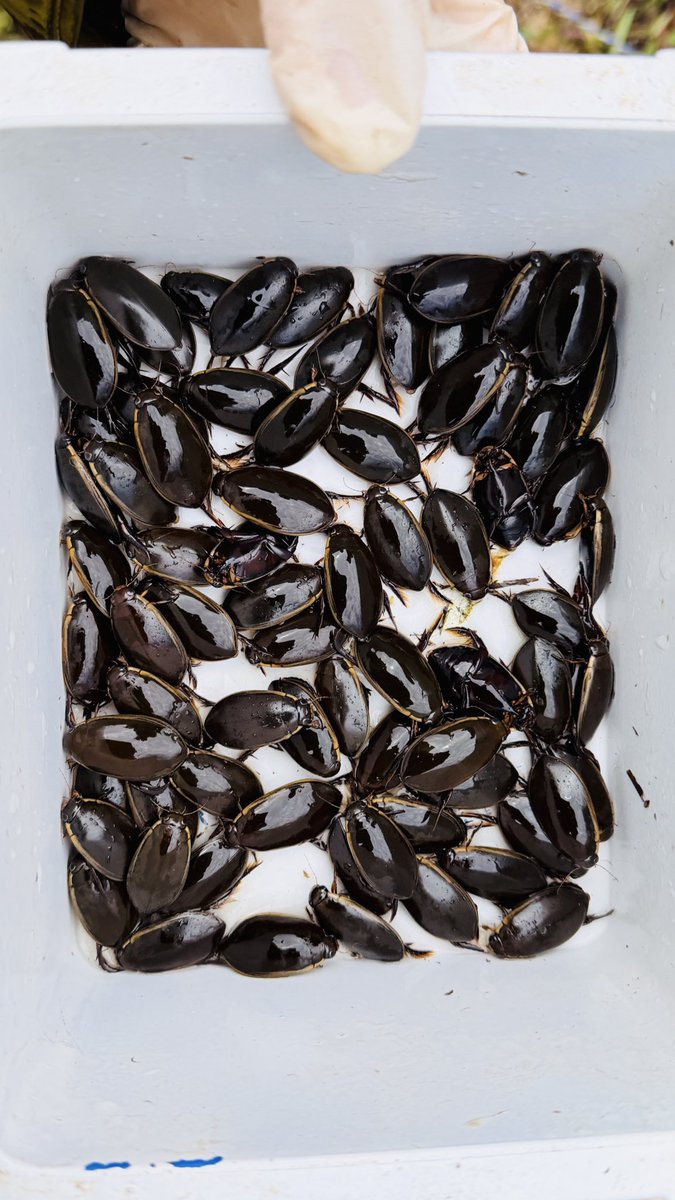 ［𝐃𝐲𝐭𝐢𝐬𝐜𝐢𝐝𝐚𝐞柿﨑］ tweet media