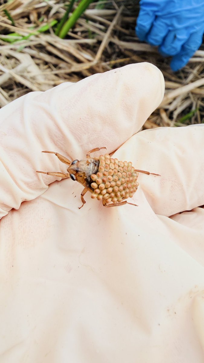 ［𝐃𝐲𝐭𝐢𝐬𝐜𝐢𝐝𝐚𝐞柿﨑］ tweet media