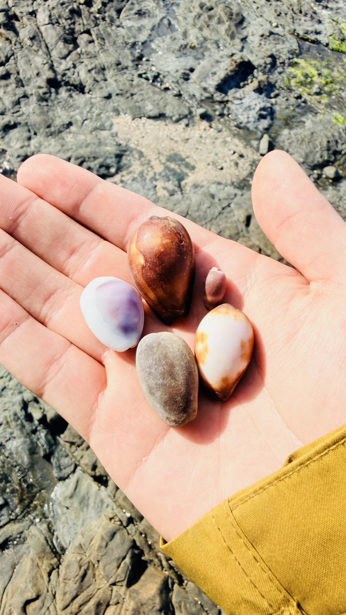 ［𝐃𝐲𝐭𝐢𝐬𝐜𝐢𝐝𝐚𝐞柿﨑］ tweet media