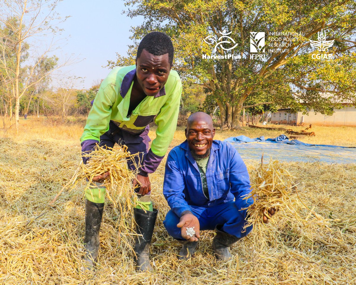 HarvestPlus Zimbabwe tweet media