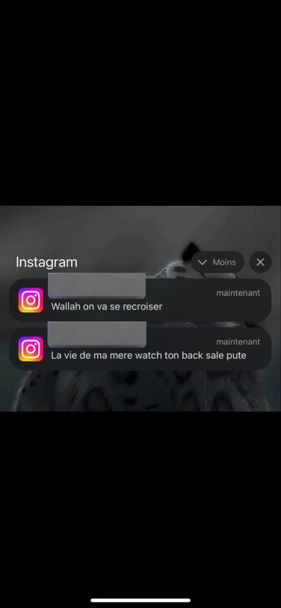 Kiwi Pulpeux 🥝🇲🇦🇮🇸 tweet media