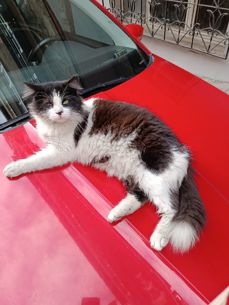 Sercan Koca tweet media