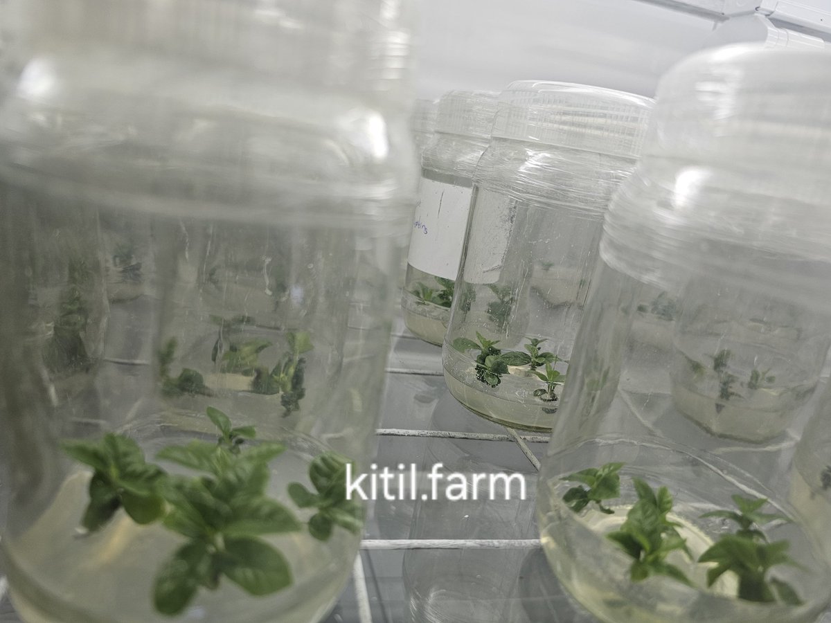 Kitil Farm tweet media