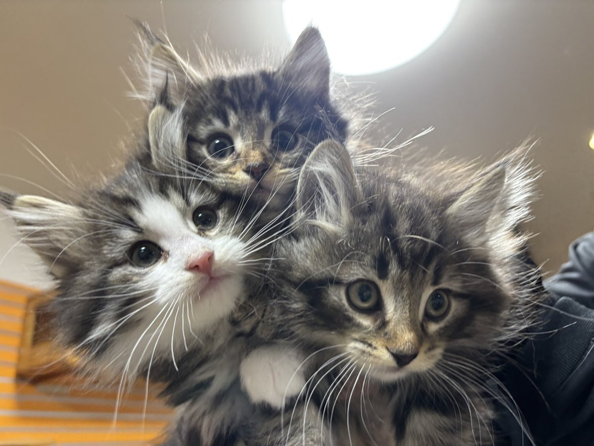 すもぽんの日常 tweet media