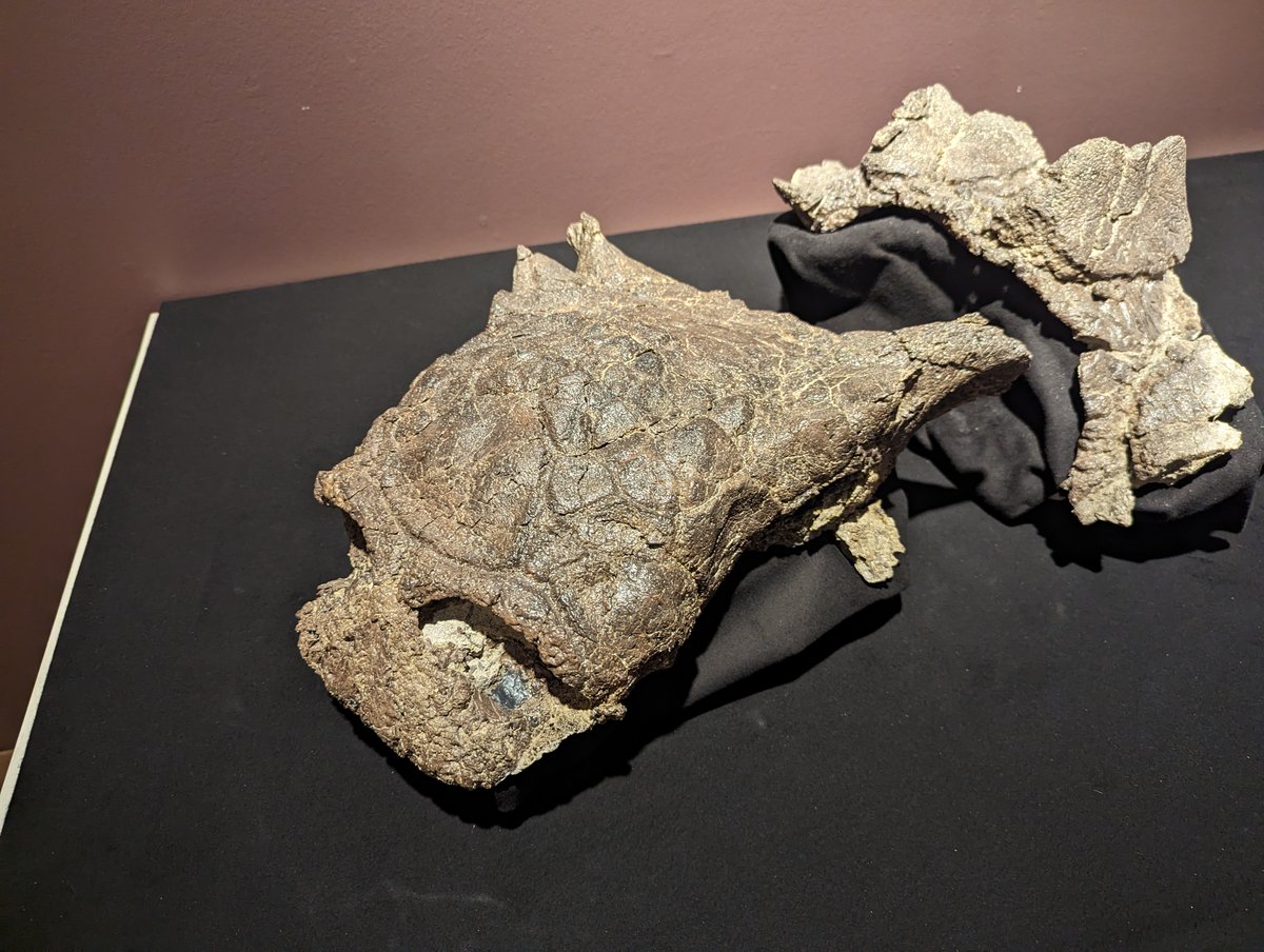 古知累すすむ＠恐竜研究者 tweet media