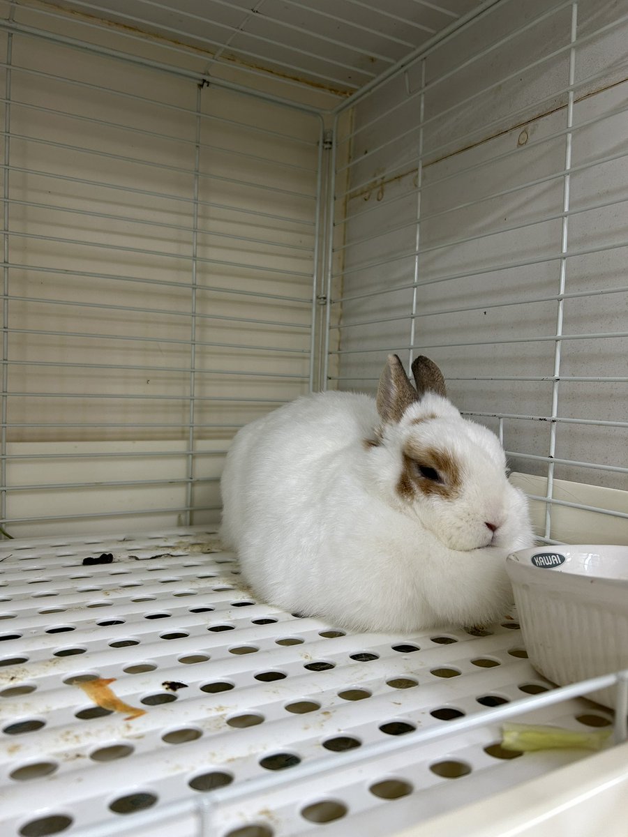 らむね@グッズ交換 tweet media