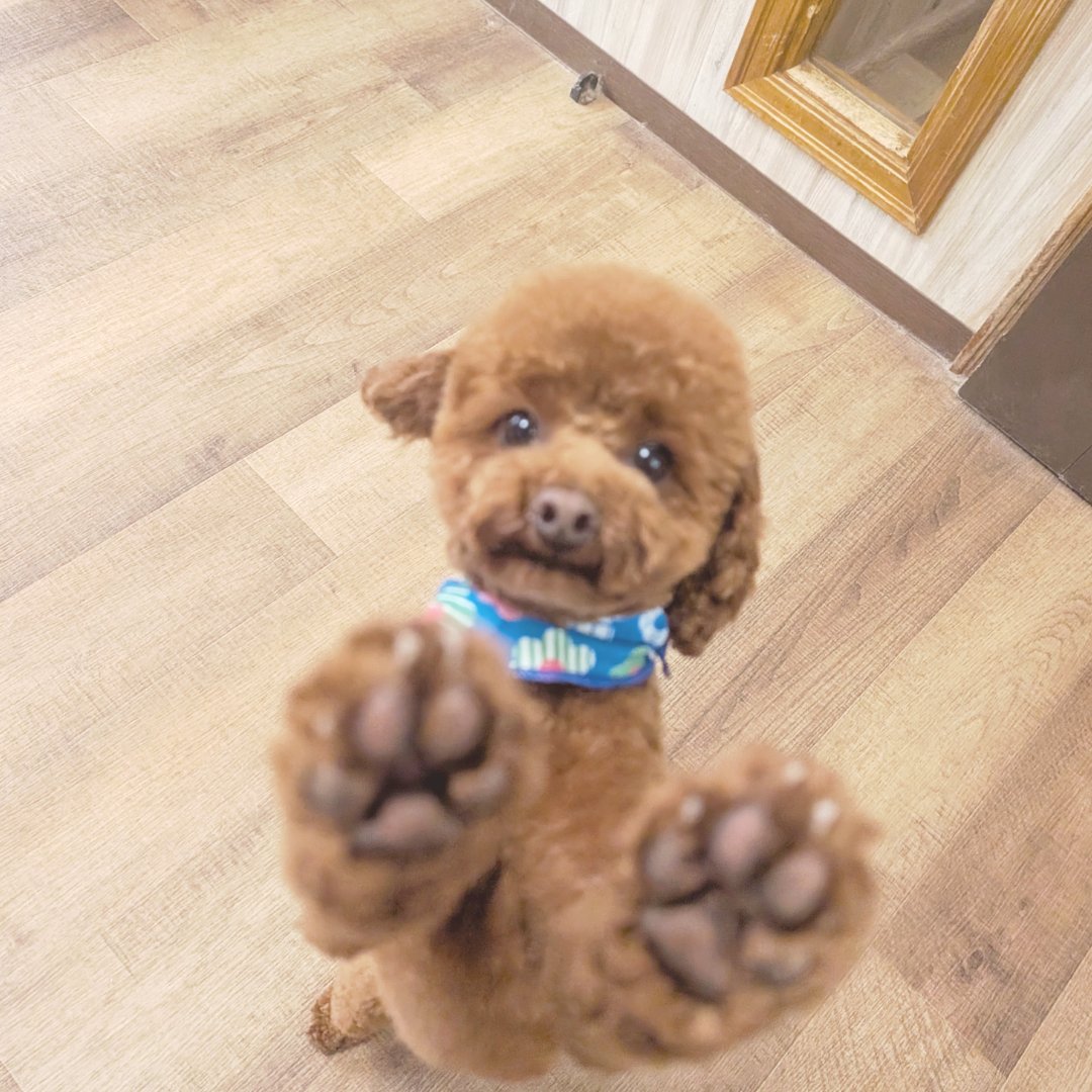 ダンスとか肉球とか見せてくれて嬉しいです🌼

#犬のいる幸せ