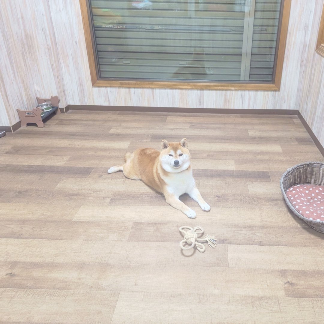 ひっぱりっこ楽しかったね🐾

#柴犬のいる幸せ