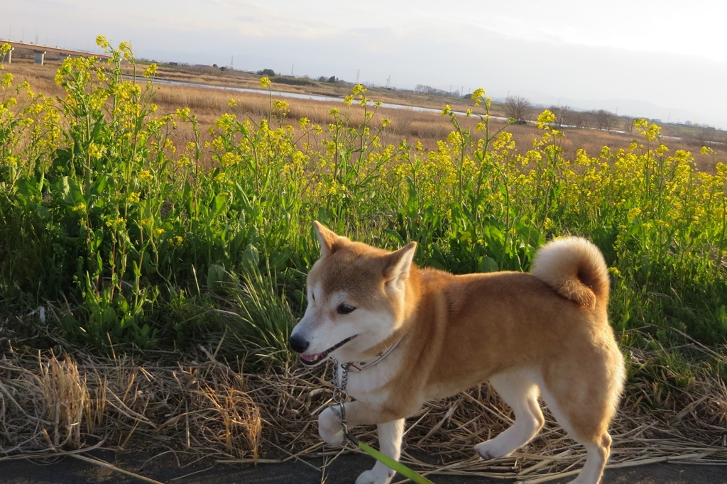 sun29san's tweet photo. 柴犬沙羅夕散ポポ、リード足に絡まって難儀したん、そそうです、すこし太ったな、あなたははもっと太ったワン.。ウッ..頭かわいいね砂漠の山ねミミツンツン、さわると気持いいんだ。 https://t.co/H2D6SRYvZs