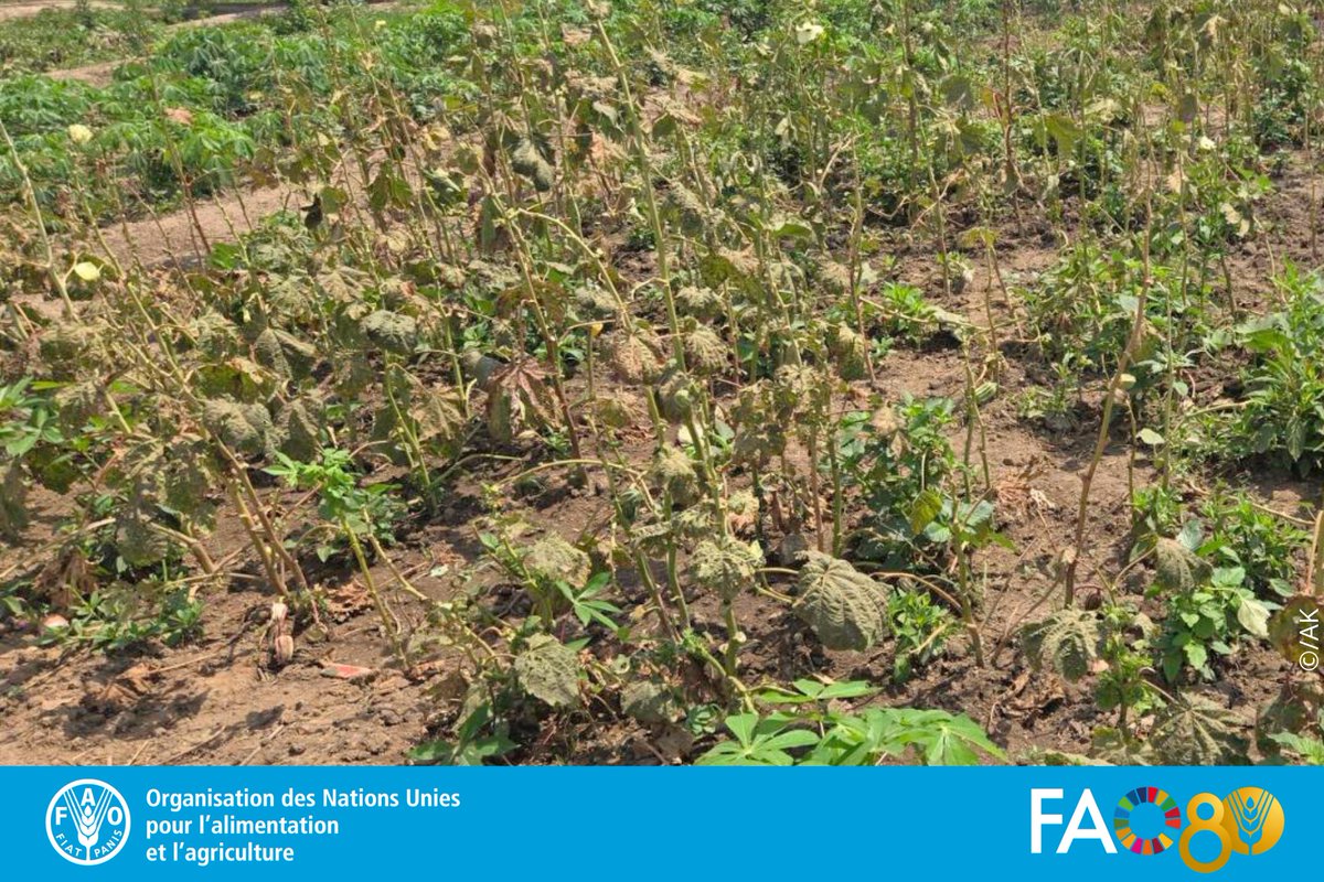 FAO Guinée tweet media