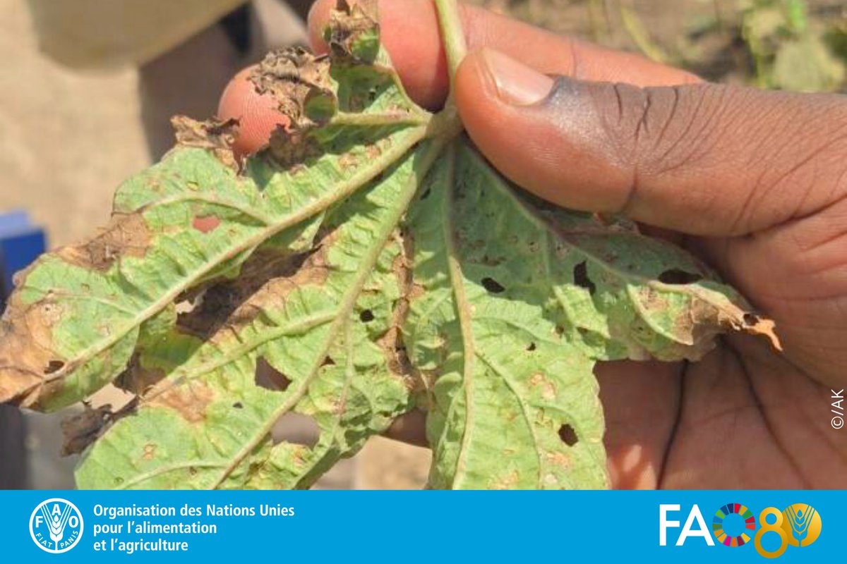 FAO Guinée tweet media