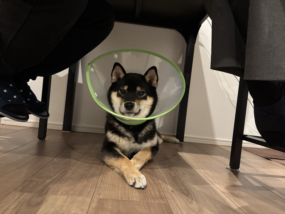 柴犬おこげ tweet media