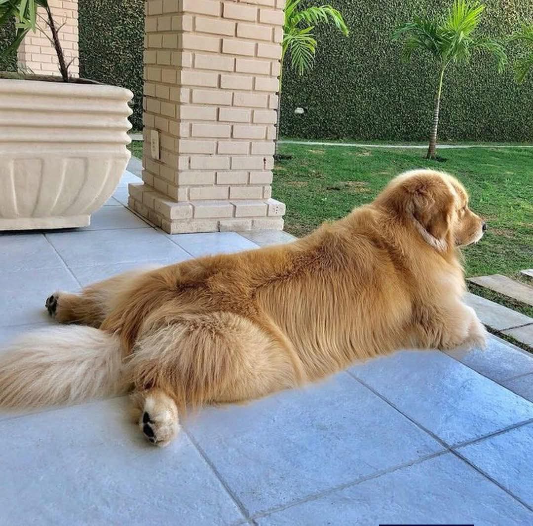 Good boy on guard duty 😂