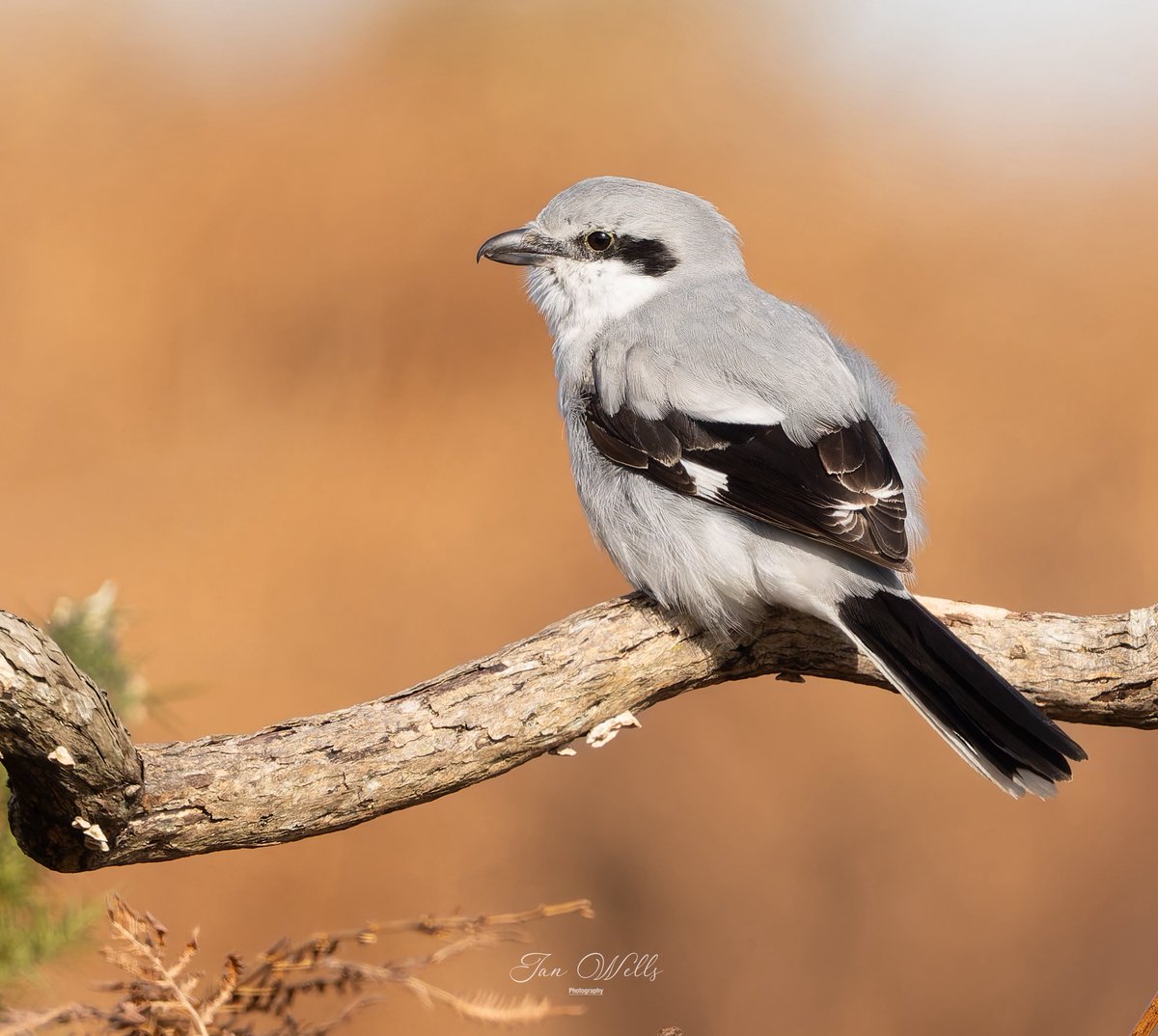 Ian wells tweet media