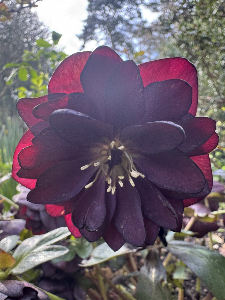 Simon Harlin tweet media