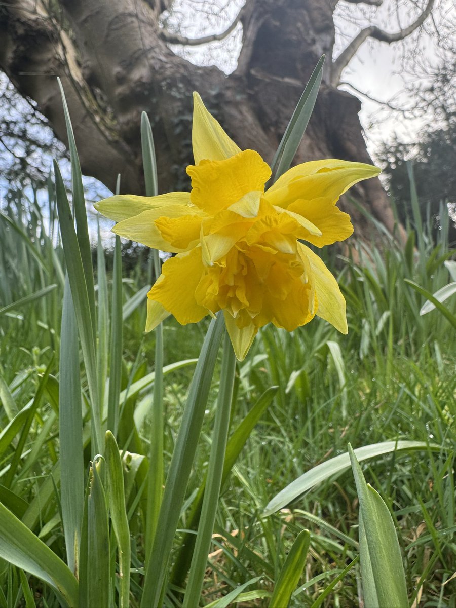 Simon Harlin tweet media