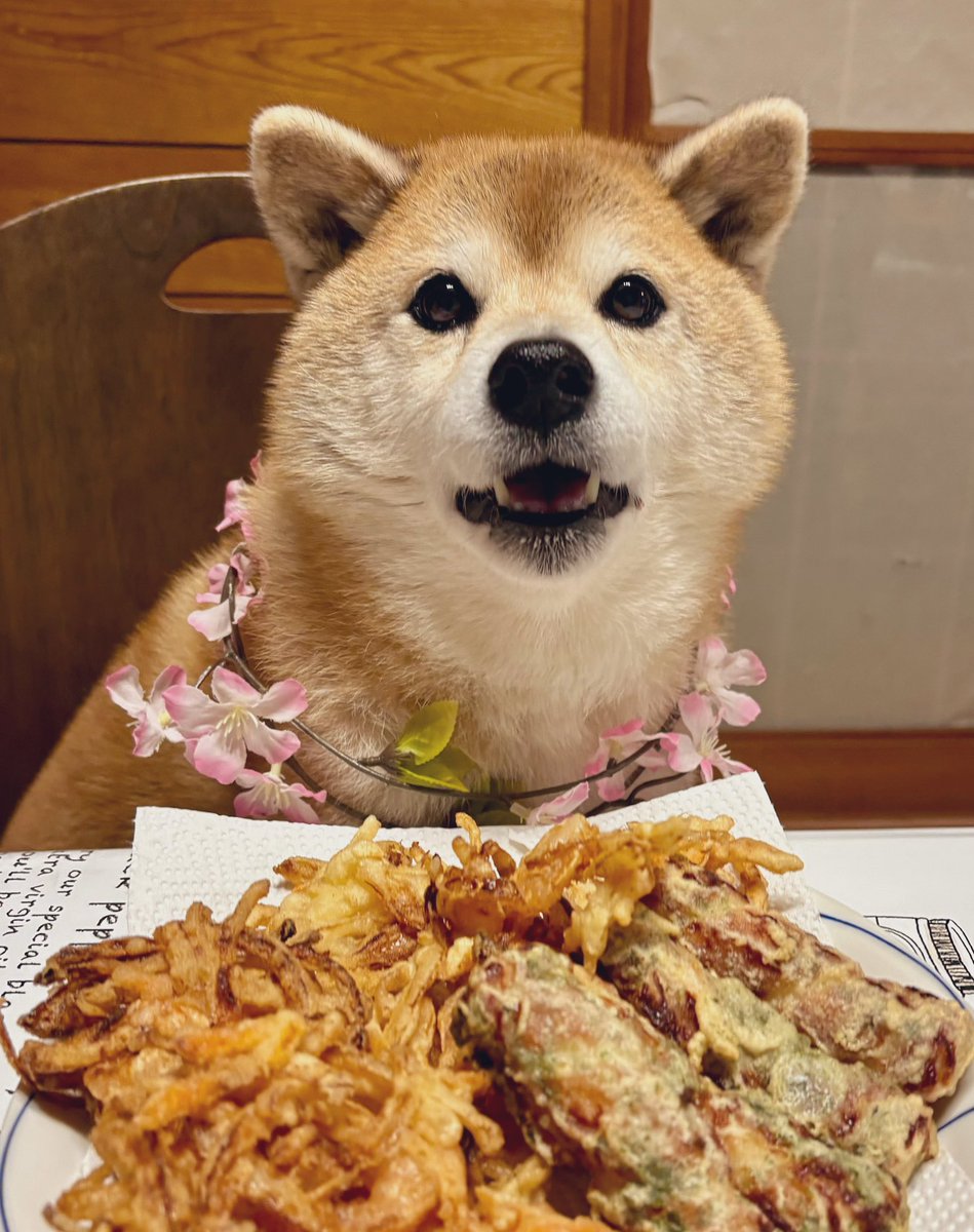 diary09998120's tweet photo. 主が花粉症のピーク超えたって~！
鼻が脱皮しててダサイわよ~🐕
#柴犬 https://t.co/DG7CuHfQ2D