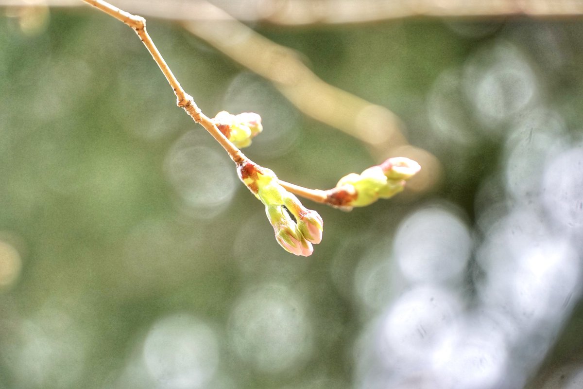 御朱印・神社メモ tweet media