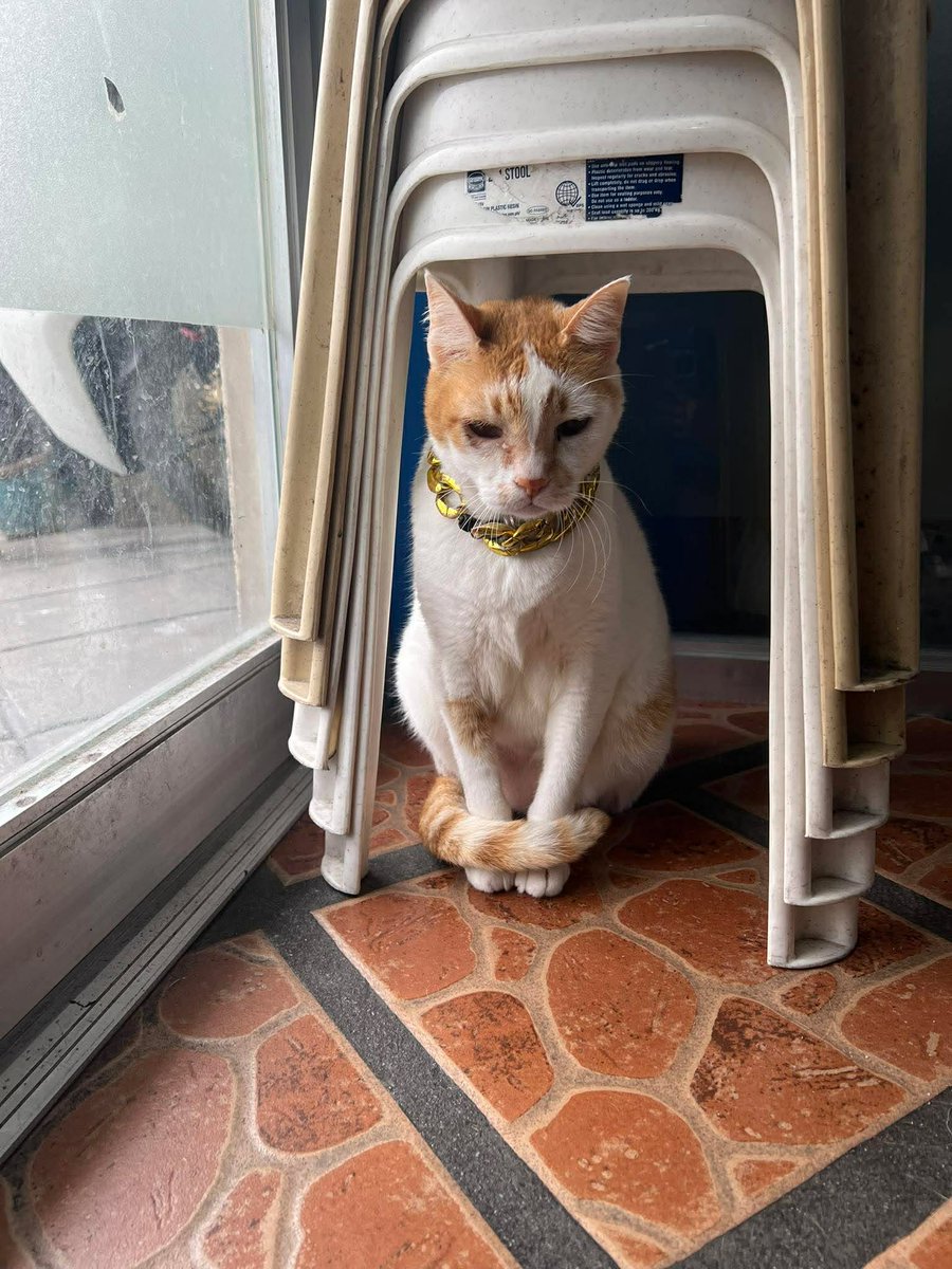 Orion Mint 🚂🌿 tweet media