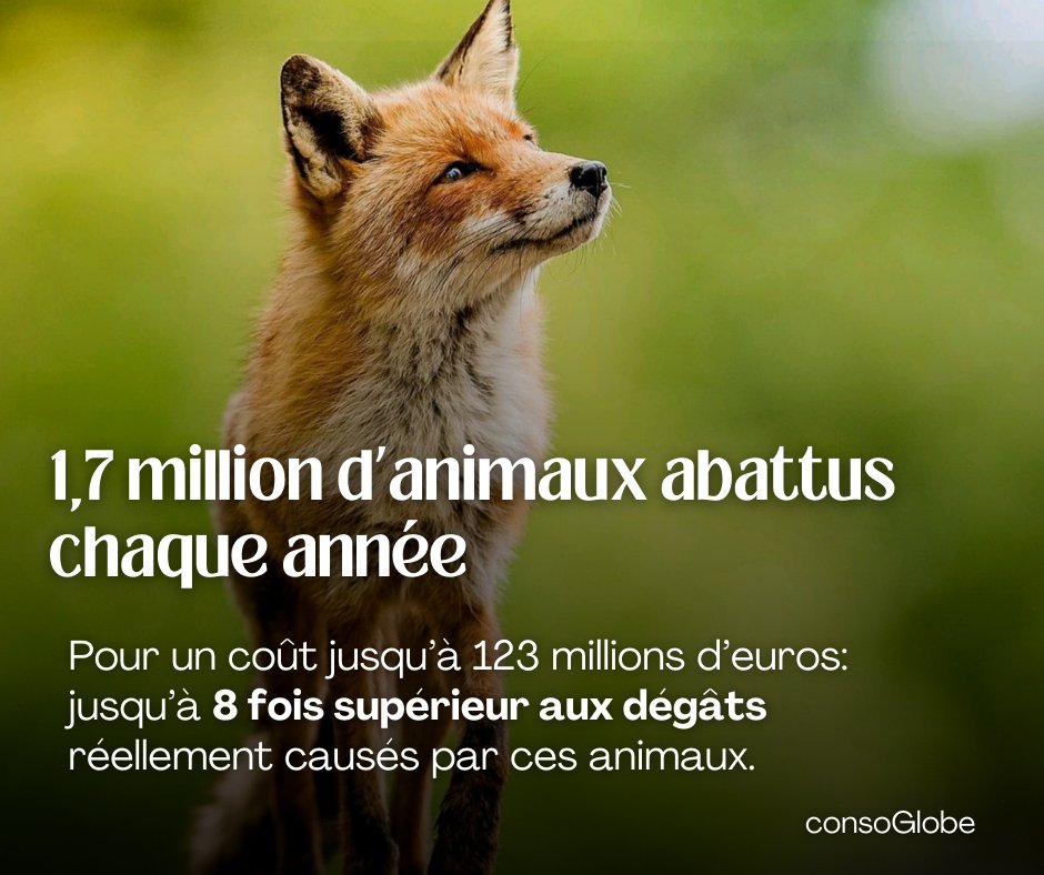 consoGlobe.com tweet media