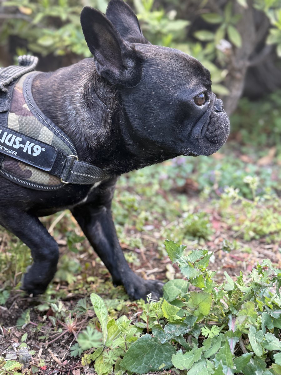 フレブルのとうふちゃん tweet media