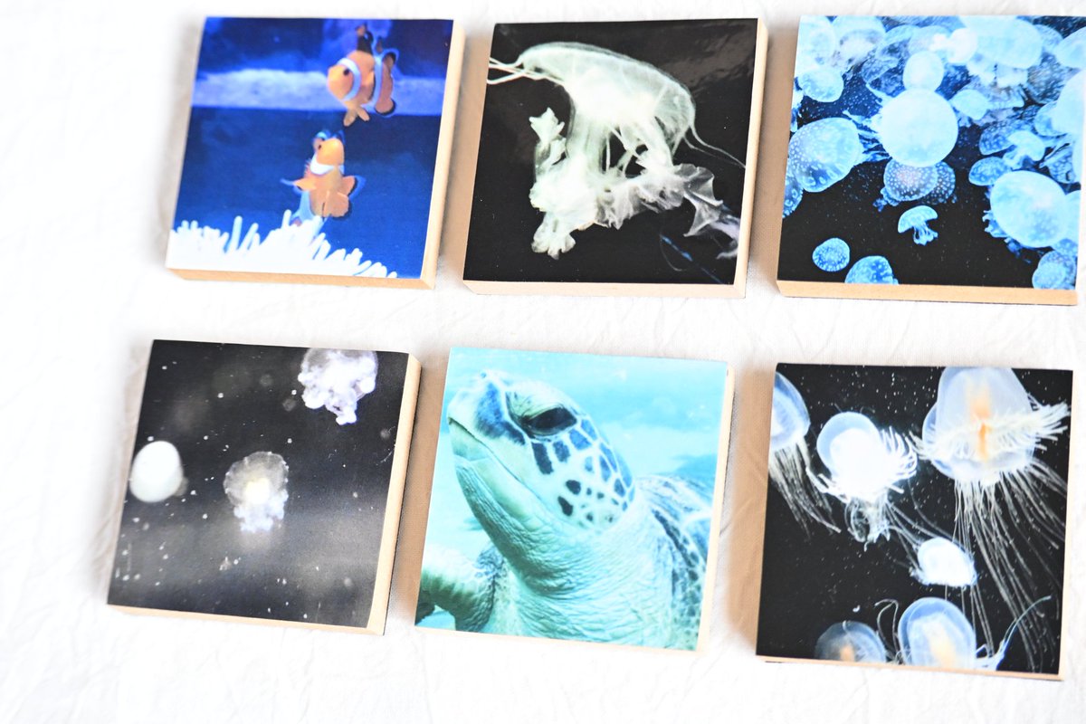 TETE｜4/5アニマーレ E-20 tweet media