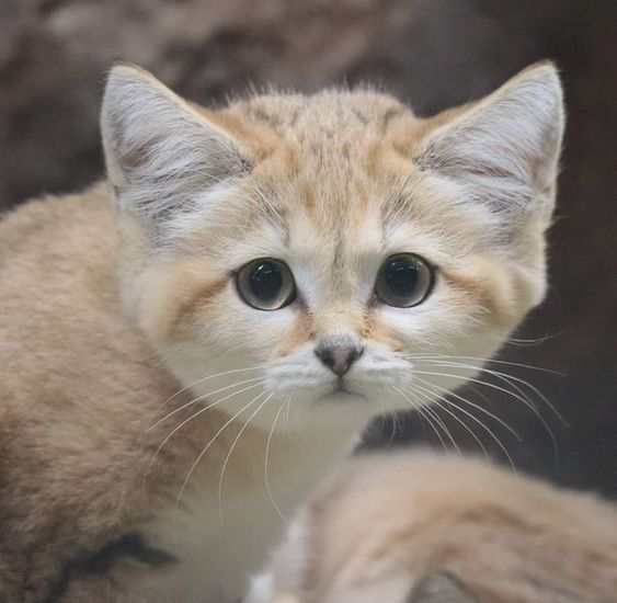 MENA Visuals tweet media