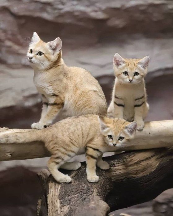 MENA Visuals tweet media