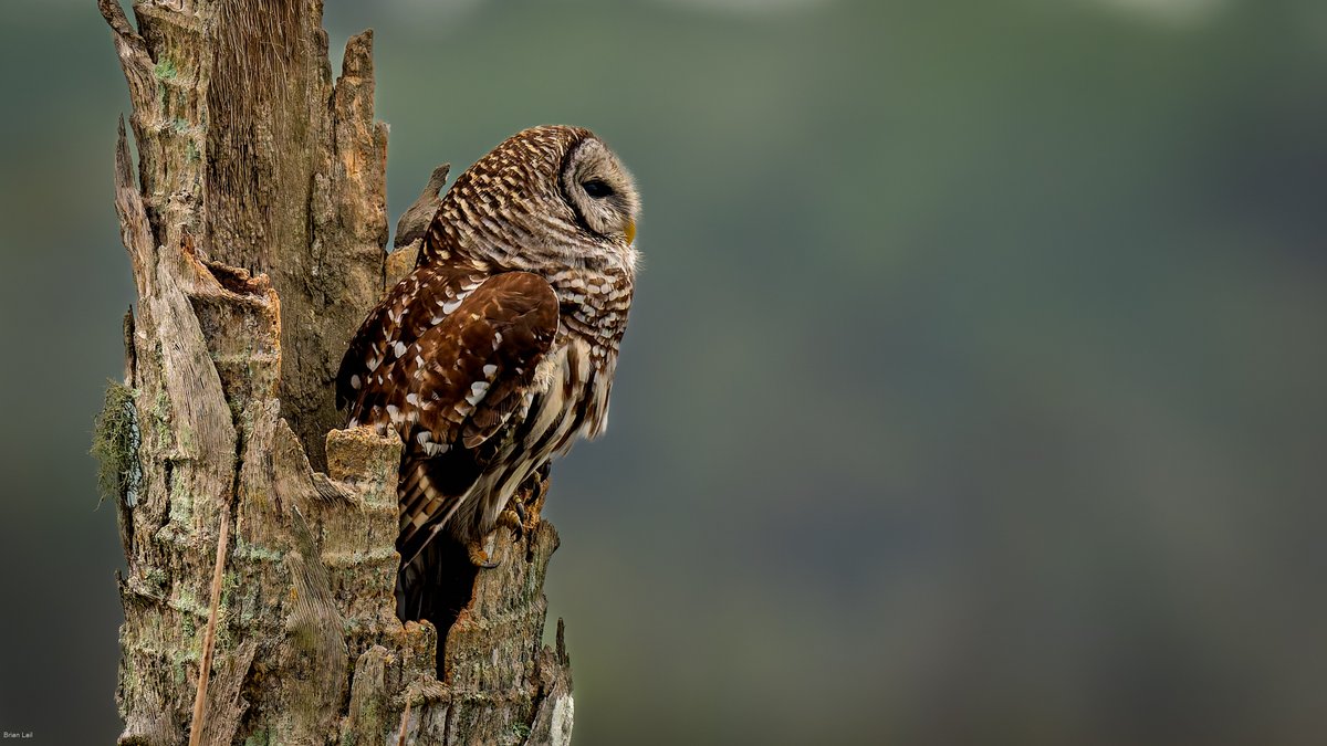 Brian ☀️🌏🌘 tweet media