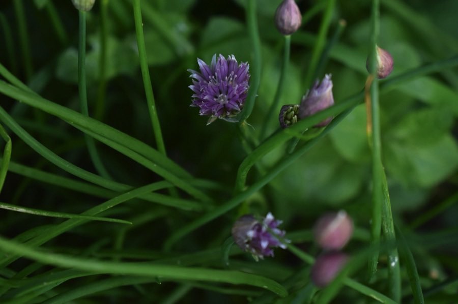 Little Green Space 🦋 tweet media