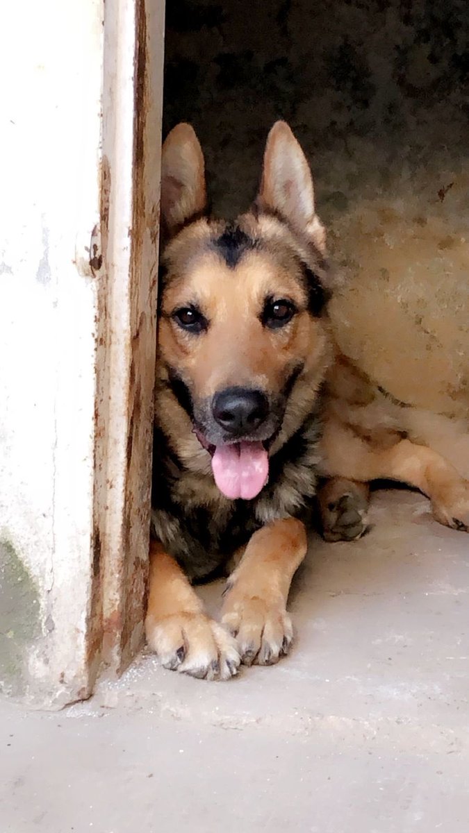 Mirvais Niaz tweet media