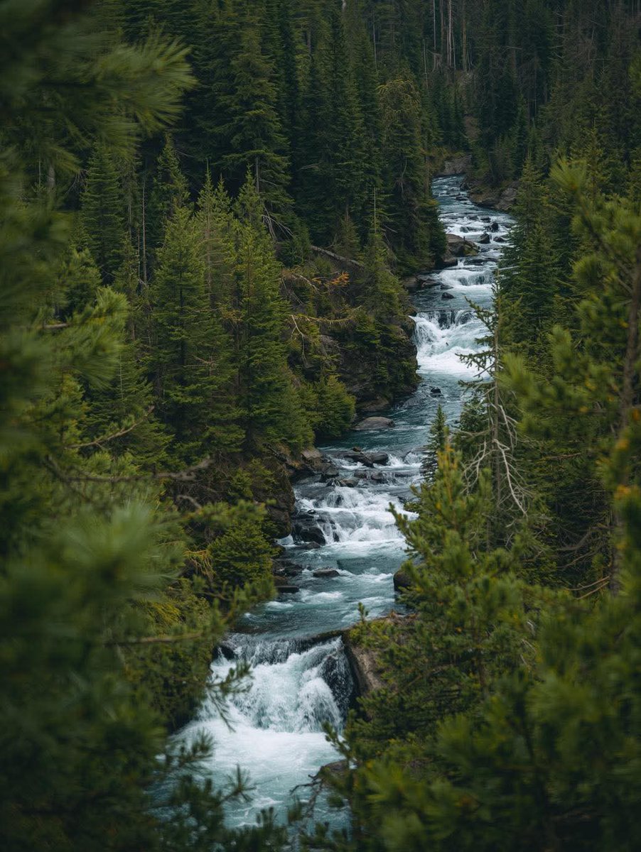 Purely Green tweet media