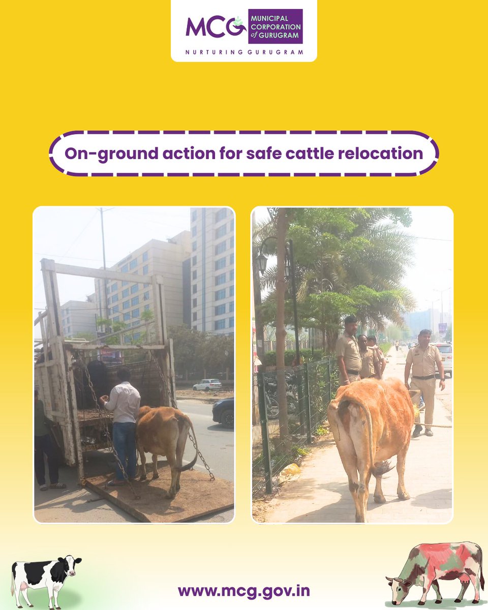 MunCorpGurugram's tweet photo. To prevent road hazards and protect animals, the team safely relocated stray cattle from residential streets, ensuring safer surroundings and uninterrupted traffic movement.
#MCG #Gurgaon #Gurugram #MissionStrayCattleFreeGurugram #SafeRoads #TrafficSafety #StrayCattleRelocation #AnimalWelfare #HumaneRelocation #AnimalCare #UrbanSanitation #CommunitySafety #ResponsibleCitizens #PublicSafety #CleanCity #CattleCare #RelocationDrive #RoadSafety #SustainableCities
@MoHUA_India @YTKDIndia @SwachhBharatGov @SwachhBharat @MoHUA_India @MoJSDDWS @cmohry @NayabSainiBJP @Rao_InderjitS @VipulGoelBJP @csharyana @DiprHaryana @PradeepIAS_HR @OfficialGMDA @CPCB_OFFICIAL @CAQM_Official