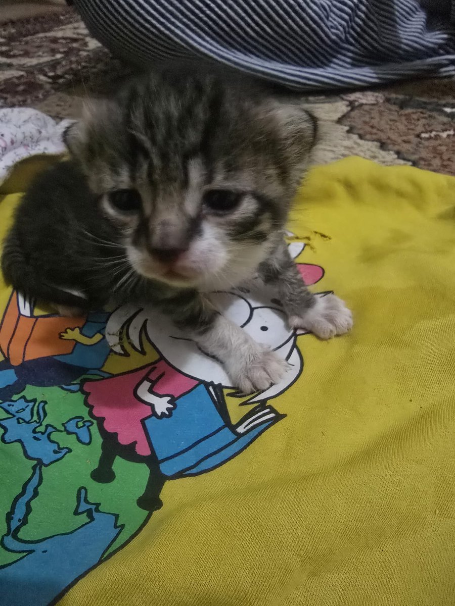 sutcuoglu123's tweet photo. Erdek acil süt anne aranıyor https://t.co/DVByW0pIsa