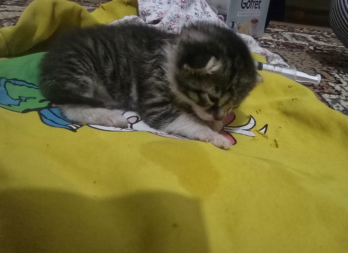 sutcuoglu123's tweet photo. Erdek acil süt anne aranıyor https://t.co/DVByW0pIsa