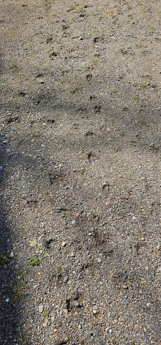 Mint Fantôme👻✨ミント・ファントーム @ #Densetsuexe tweet media