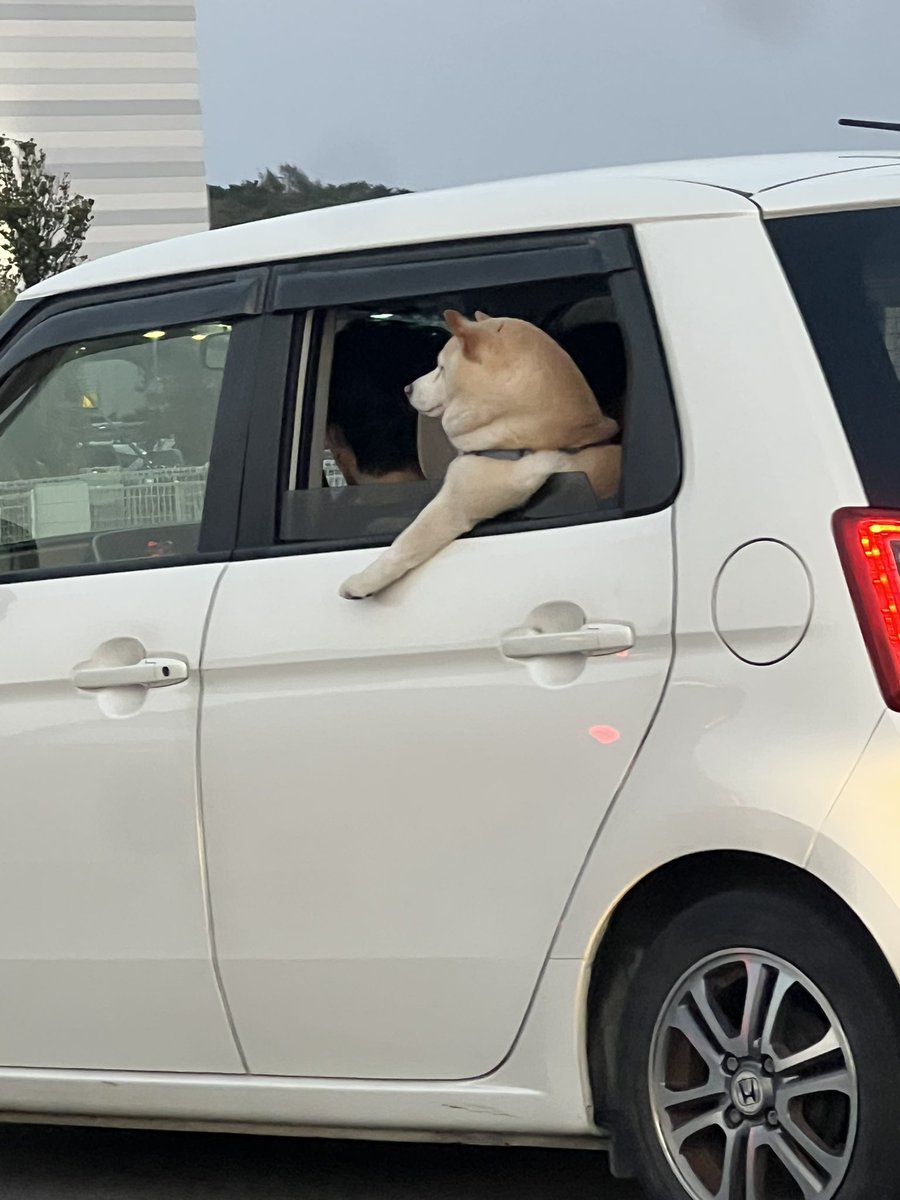 singer moomin tweet media