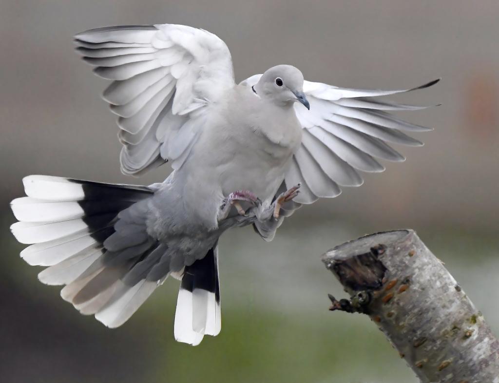 Carl Bovis tweet media