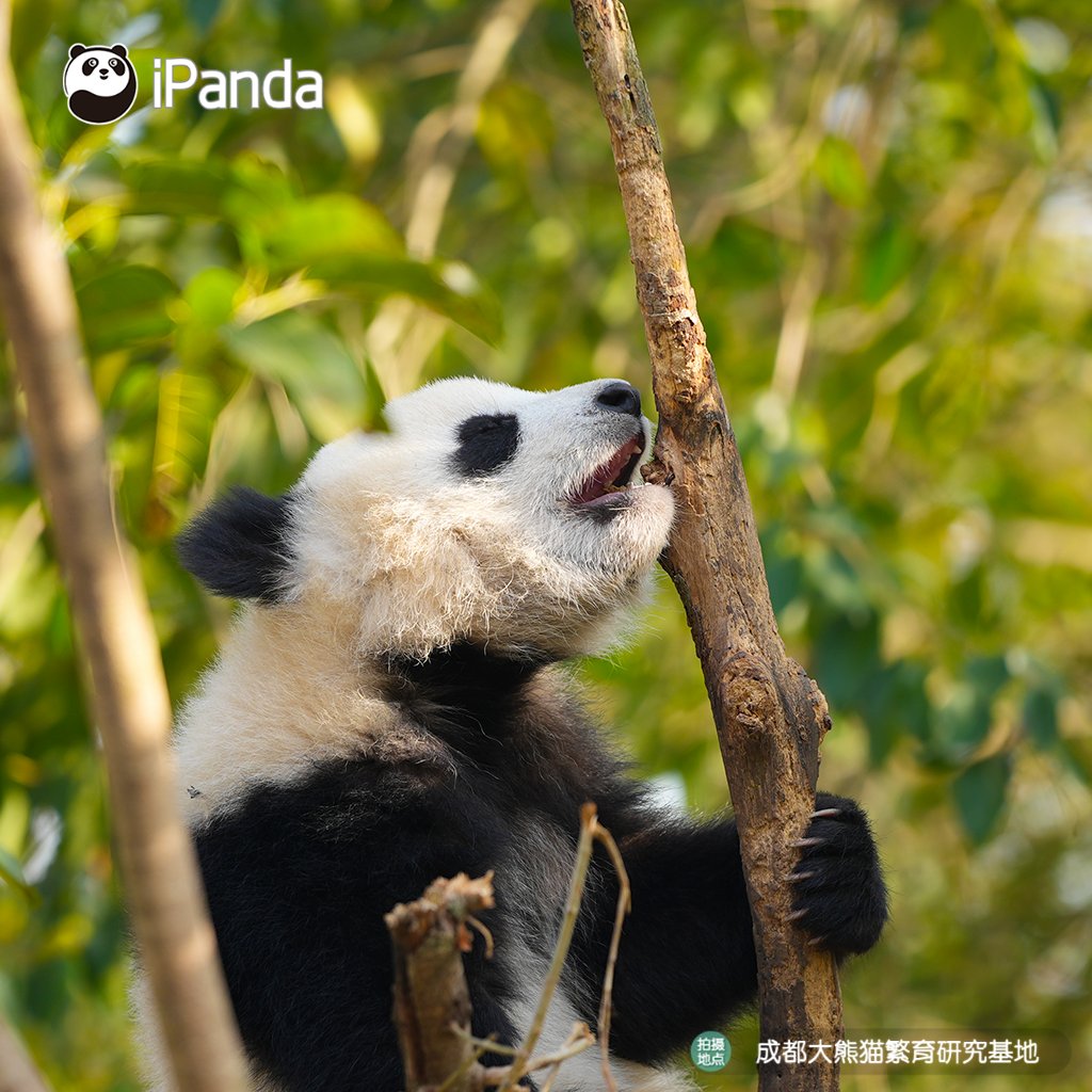 iPanda tweet media