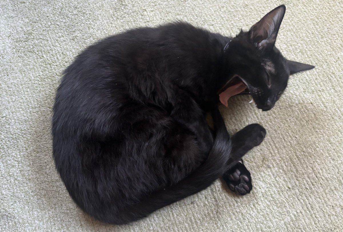 ラフィーレ tweet media