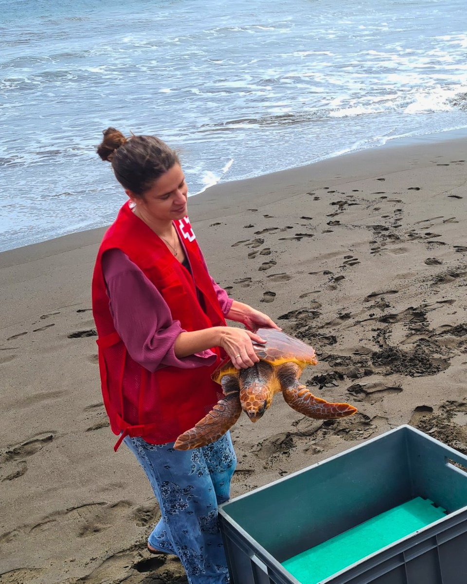 Cruz Roja Las Palmas tweet media