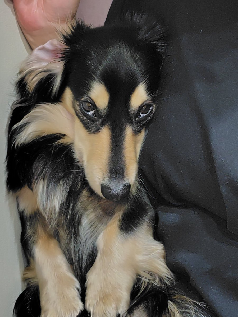 🌈milty🐶＆luke🐶 tweet media